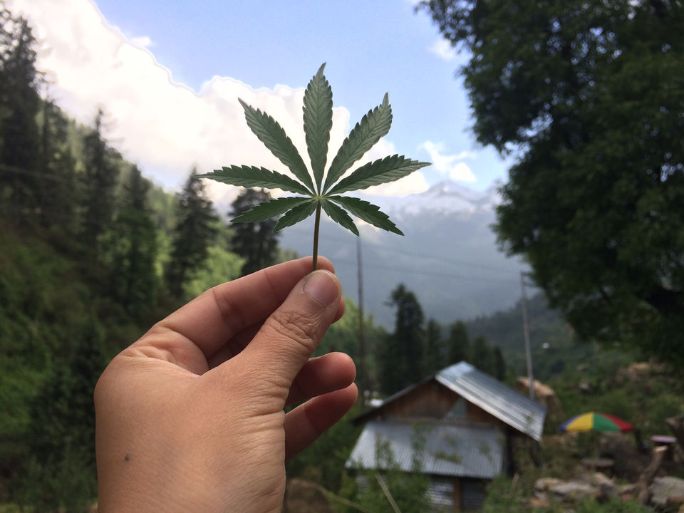Photo of Trip To Trippy Tosh by Nisha