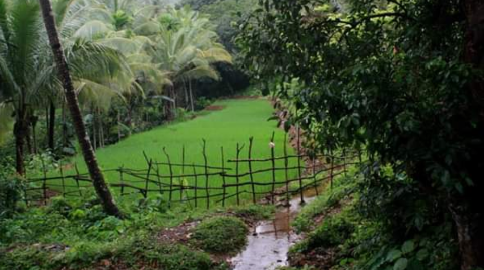 Photo of Goa: Beyond the New Year Parties 5/8 by Mihir Desai