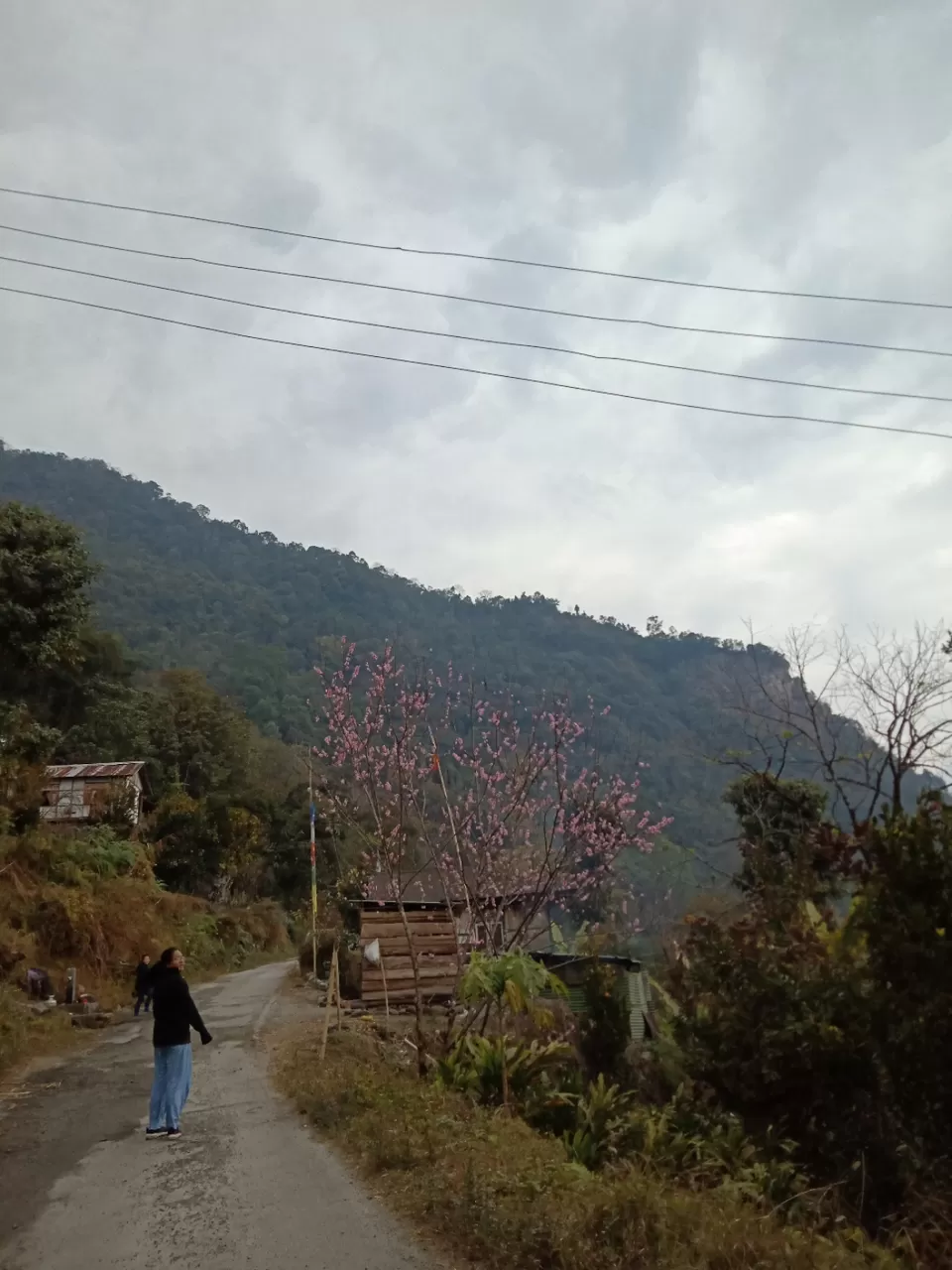 Photo of 22 days in the primitive or reserved land of sikkim ... Gnon Sangdong (north sikkim) by Ajanta Tamang