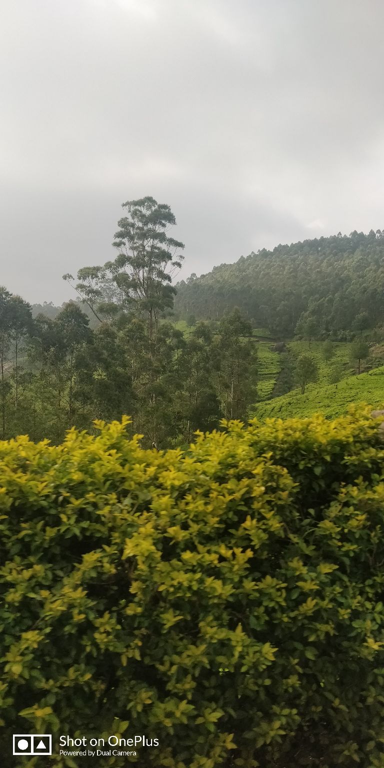 Photo of Munnar, Kerala, India by Divya Pandey