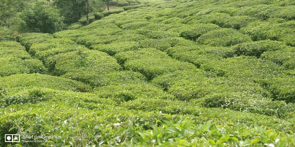 Photo of Munnar, Kerala, India by Divya Pandey
