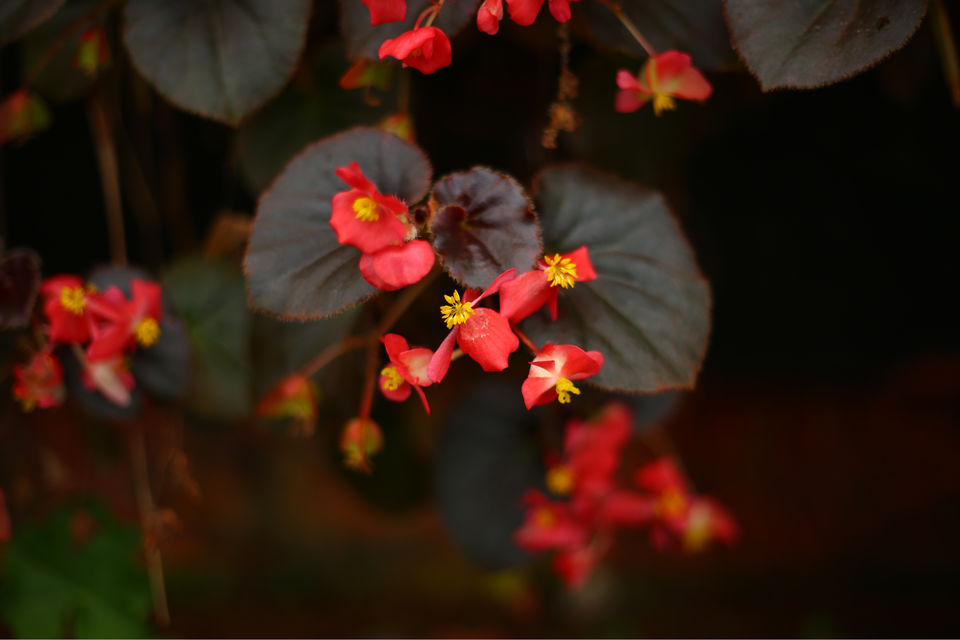 Photo of 2 Days Trip To Mahabaleshwar by Ruturaj Bhopatrao