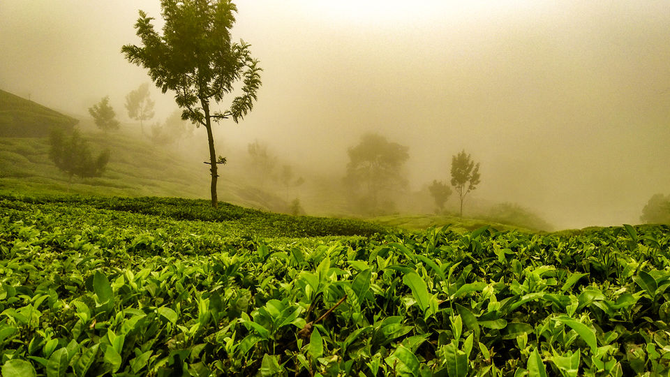 Photo of Did you know the World's highest tea plantation is in India? 1/1 by Vijaya