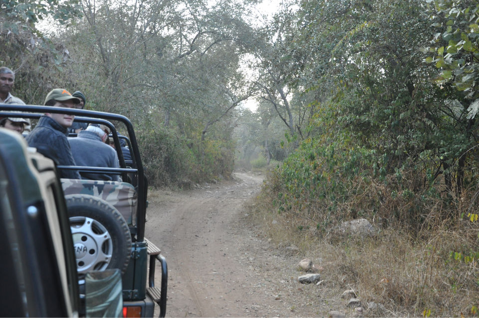 Photo of Sariska Tiger Reserve And The Best Ways To Go About It by Apurva Mittal