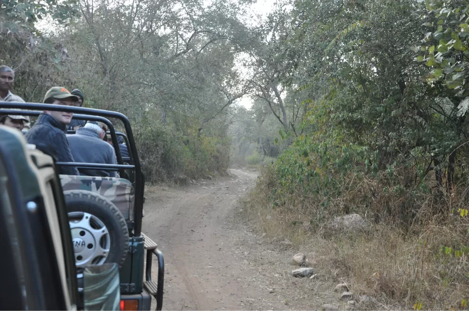 Photo of Sariska Tiger Reserve And The Best Ways To Go About It by Apurva Mittal