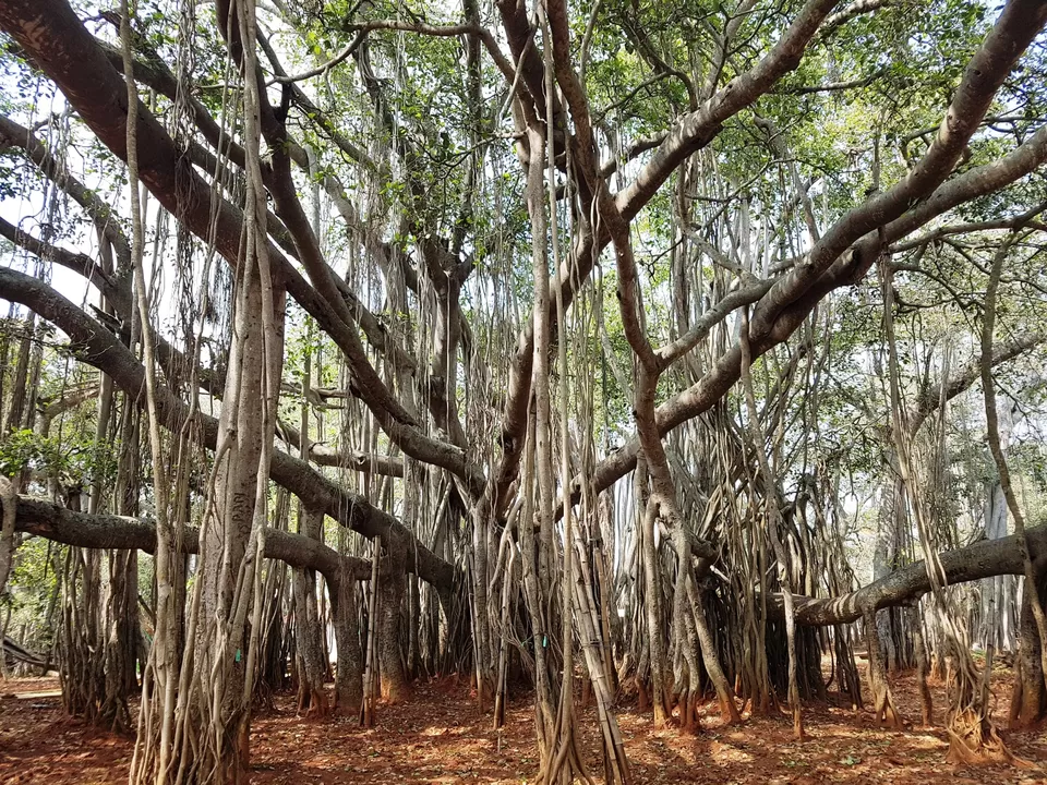 Photo of Three acres of sheer beauty - 400 year old Big Banyan Tree by Annet P S