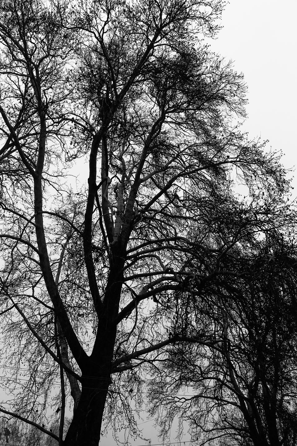Photo of Unheard voices from the land of Chinar by Wander to Capture