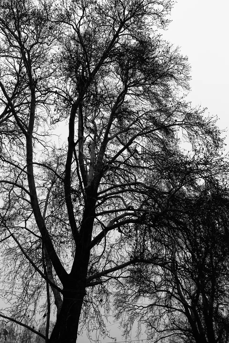 Photo of Unheard voices from the land of Chinar by Wander to Capture