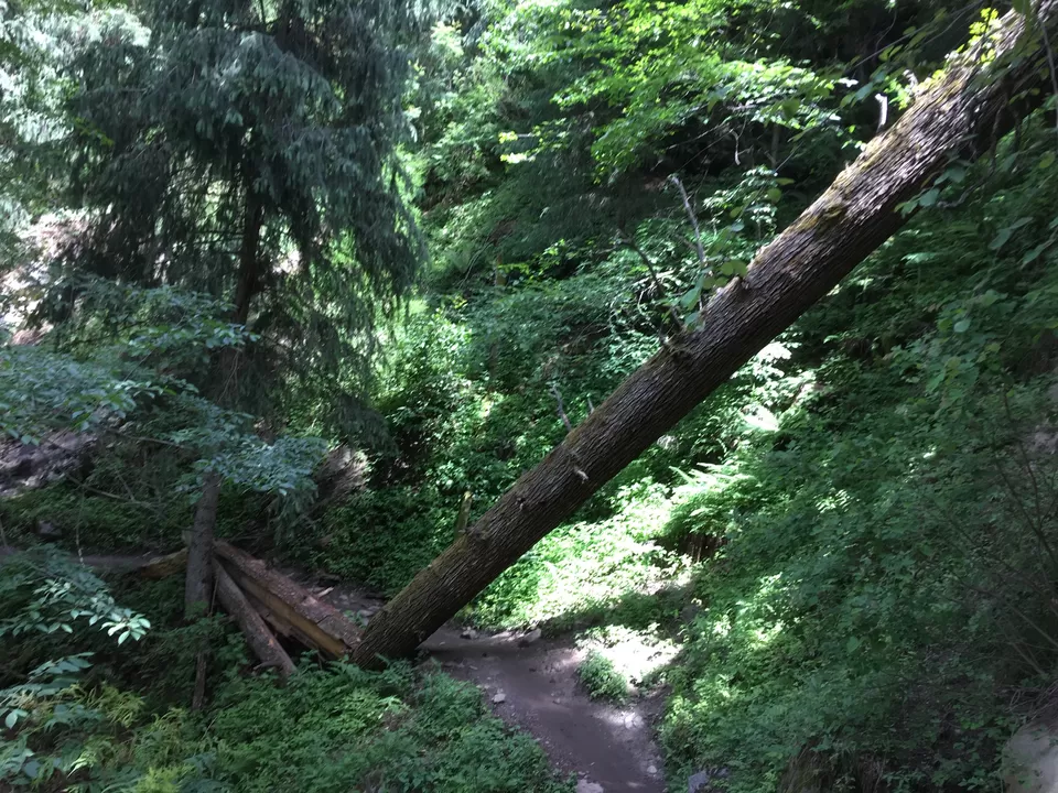 Photo of Kheer Ganga Trek, Khir Ganga, Himachal Pradesh, India by Sunil Dutt Singla