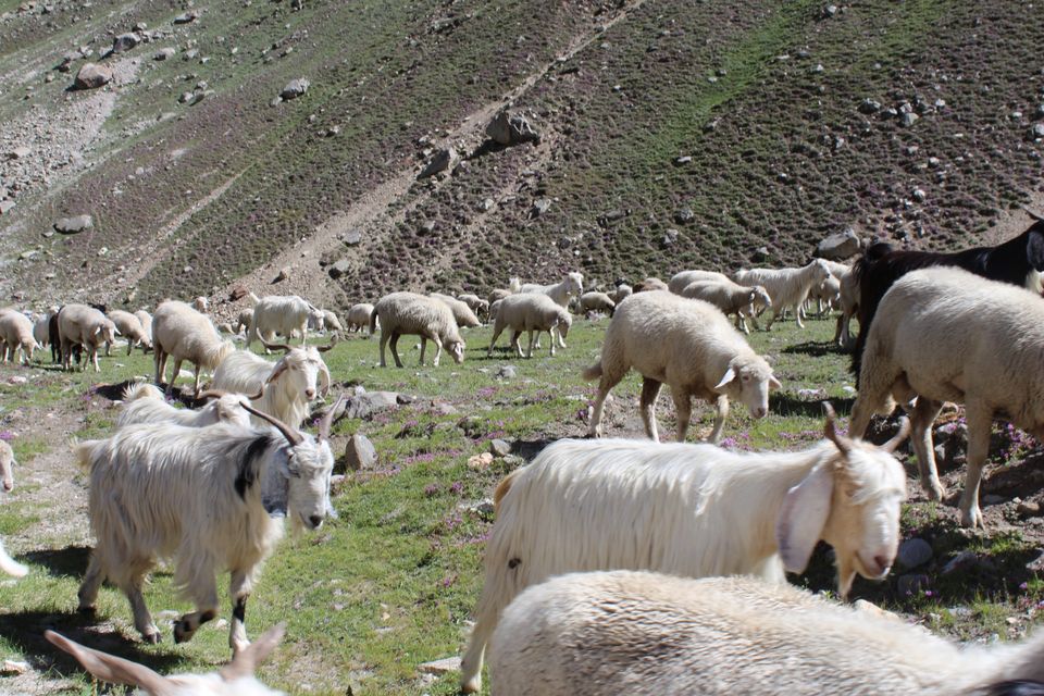 Photo of Manali to Spiti on road..perfect 7 days.Truly a heaven on earth.. by Shatakshi Gupta