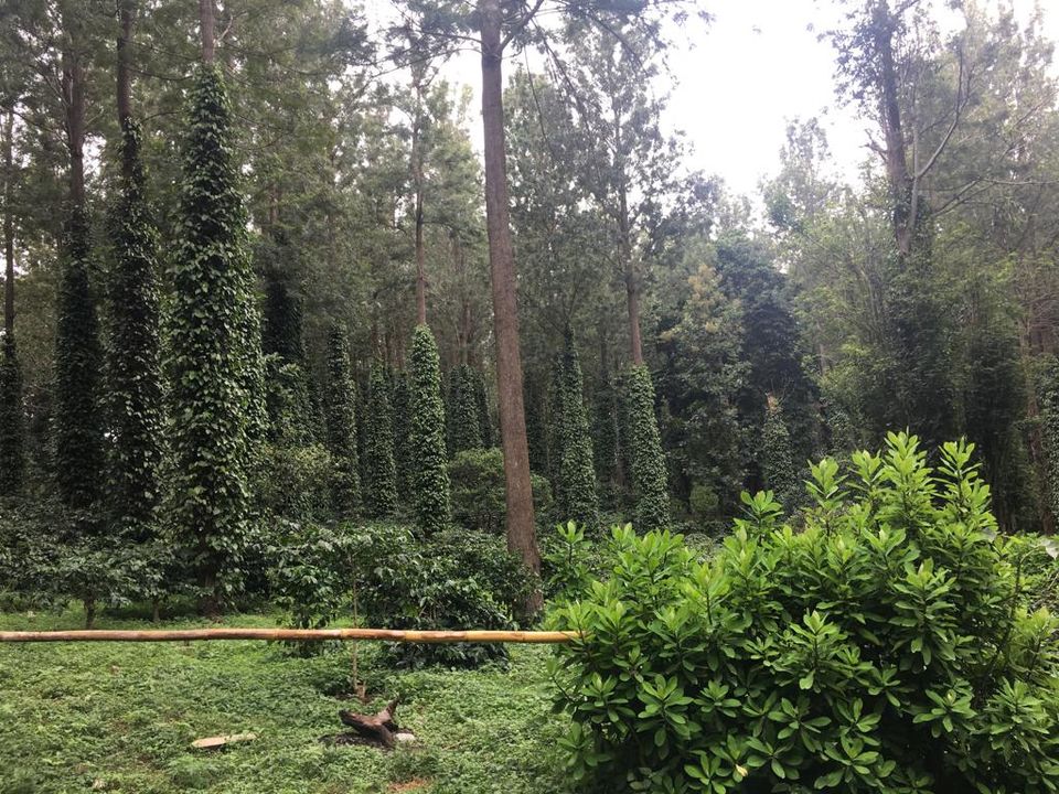 Photo of Yercaud- The hidden jewel of Eastern ghats 1/16 by Shalini Garnaik