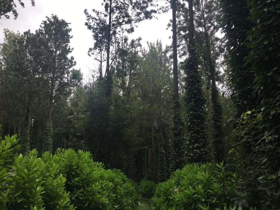 Photo of Yercaud- The hidden jewel of Eastern ghats 3/16 by Shalini Garnaik