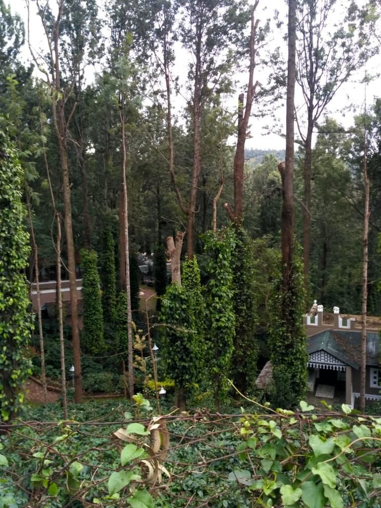 Photo of Yercaud- The hidden jewel of Eastern ghats 6/16 by Shalini Garnaik