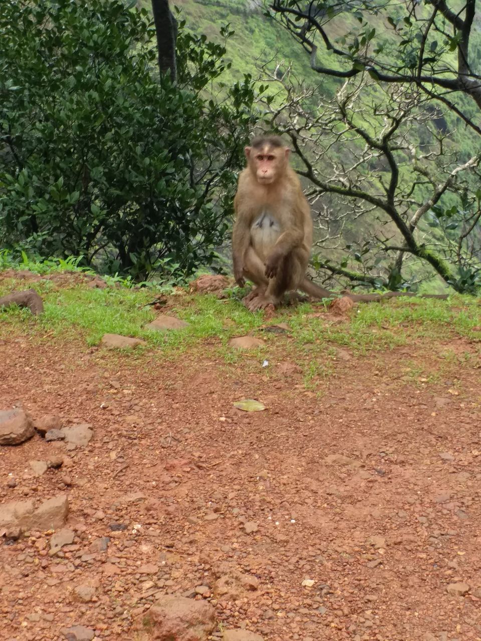 Photo of Matheran - Untouched by pollution and automobiles 1/10 by Shalini Garnaik