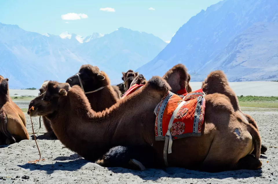 Photo of Leh Ladakh by Priyanka Telang