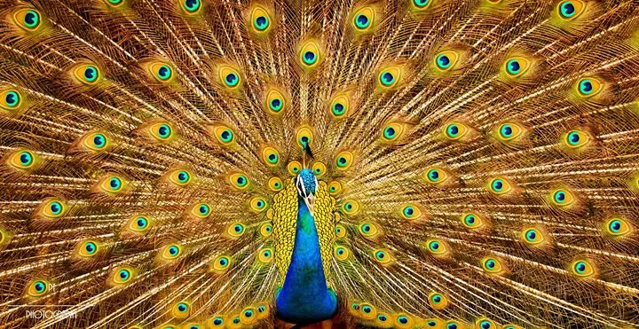 Photo of Pavana Dam, Ambegaon, Maharashtra, India by Priyanka Telang