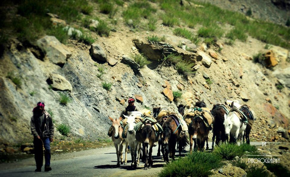 Photo of The Journey of Extremes - Leh and Ladakh 82/100 by Priyanka Telang