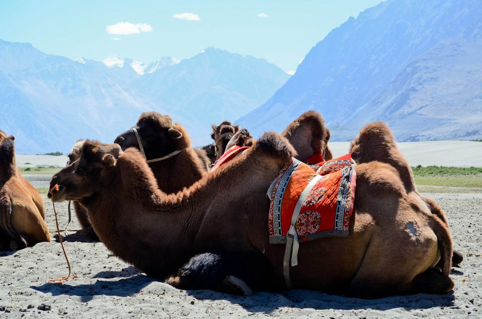 Photo of The Journey of Extremes - Leh and Ladakh 46/100 by Priyanka Telang