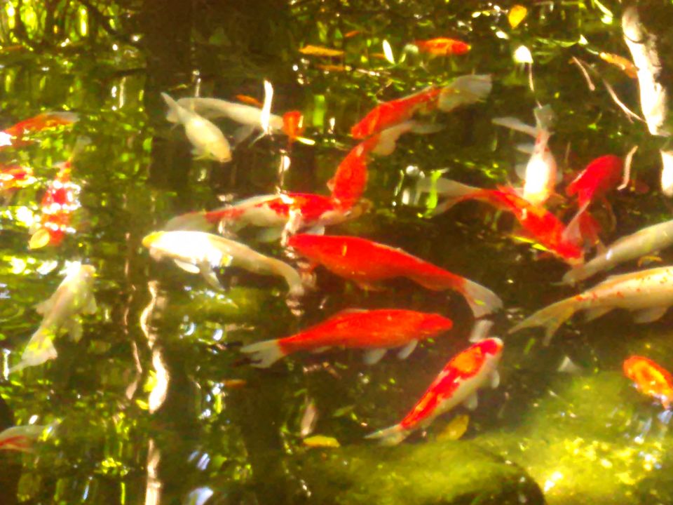 Photo of Solo Travelling Thailand - What to see & what to skip 27/38 by Priyanka Telang