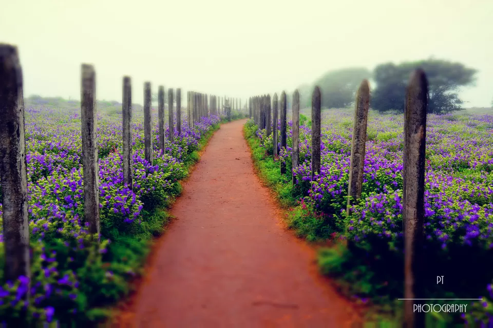 Photo of Kaas Plateau of Flowers, Satara, Maharashtra, India by Priyanka Telang