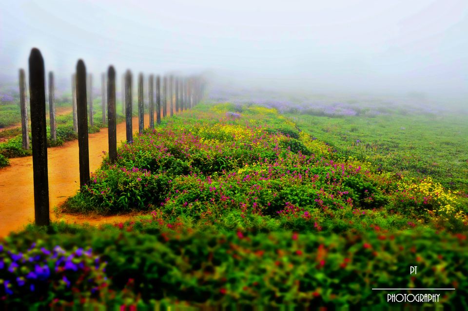 Photo of Kaas - The Plateau of Flowers by Priyanka Telang
