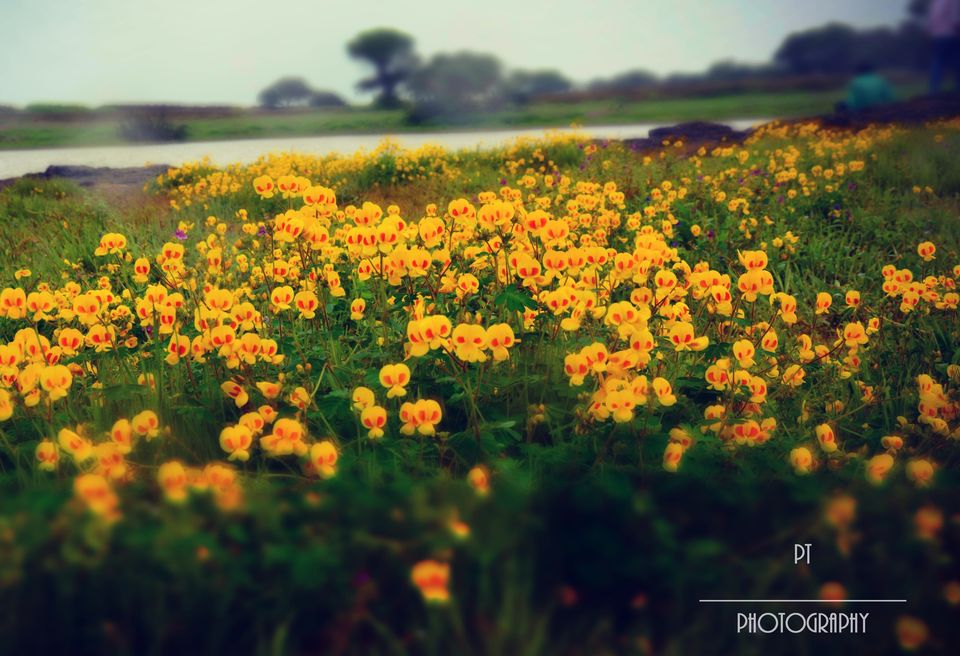 Photo of Kaas - The Plateau of Flowers by Priyanka Telang