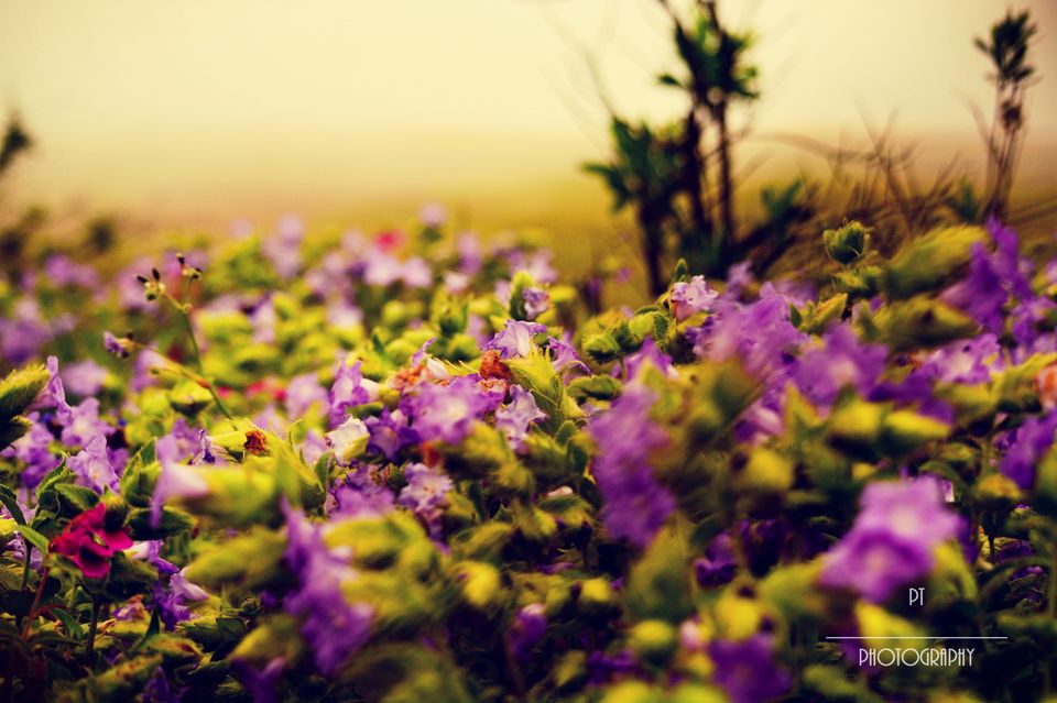 Photo of Kaas - The Plateau of Flowers by Priyanka Telang