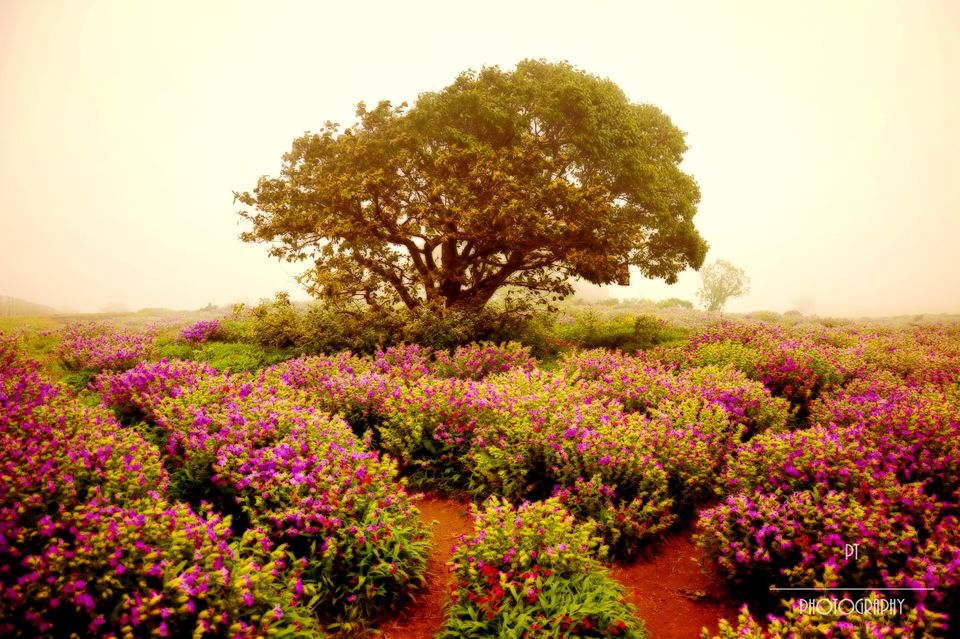 Photo of Kaas - The Plateau of Flowers by Priyanka Telang