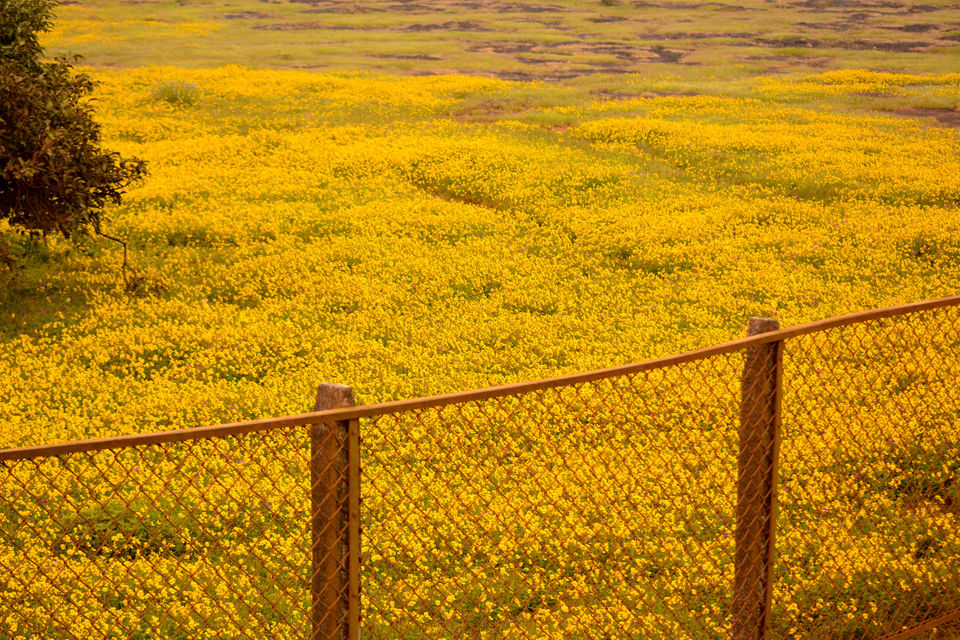 Photo of Kaas - The Plateau of Flowers by Priyanka Telang