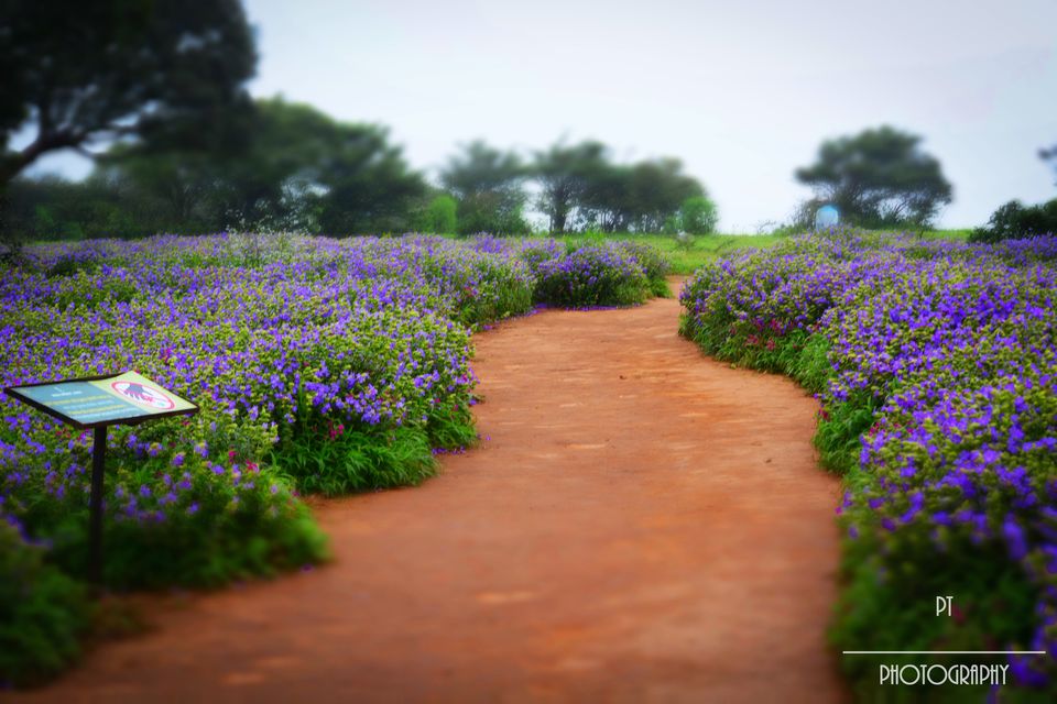 Photo of Kaas - The Plateau of Flowers by Priyanka Telang