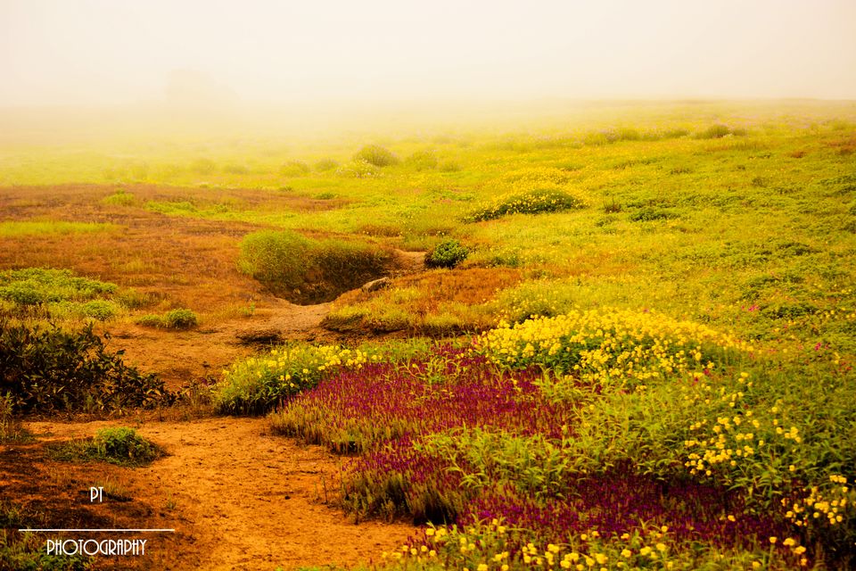 Photo of Kaas - The Plateau of Flowers by Priyanka Telang