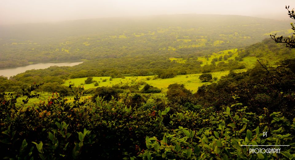 Photo of Kaas - The Plateau of Flowers by Priyanka Telang