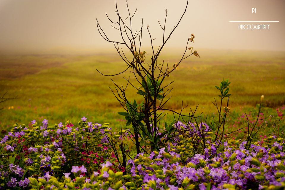 Photo of Kaas - The Plateau of Flowers by Priyanka Telang