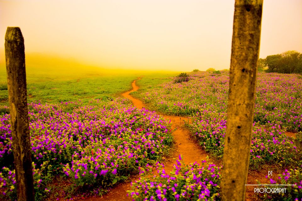 Photo of Kaas - The Plateau of Flowers by Priyanka Telang
