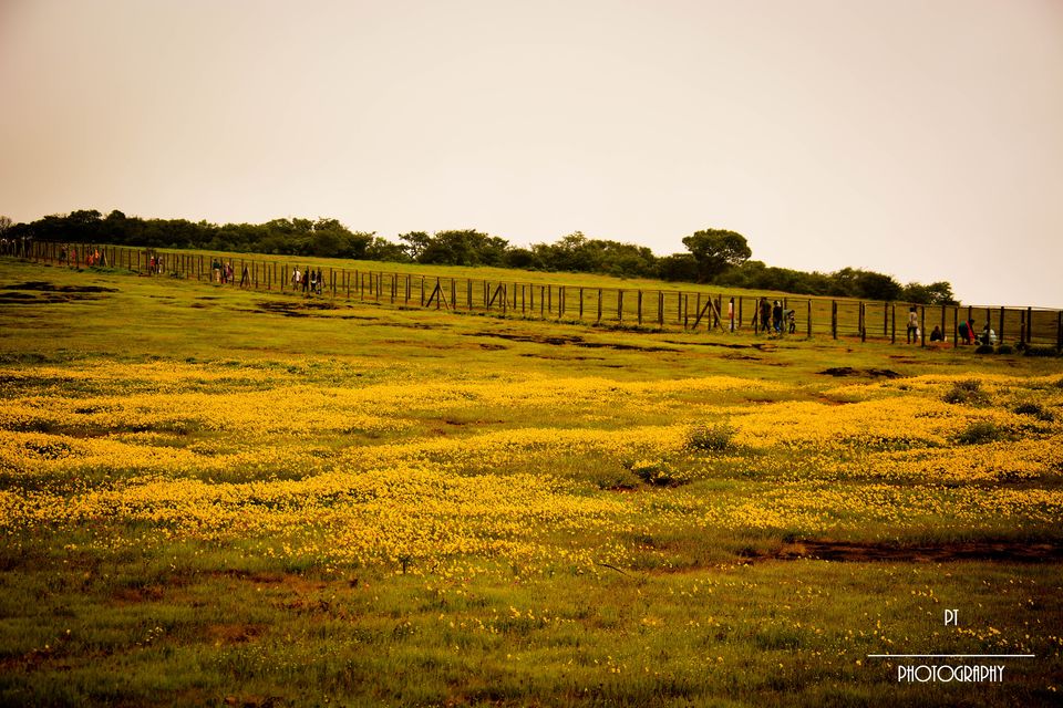 Photo of Kaas - The Plateau of Flowers by Priyanka Telang