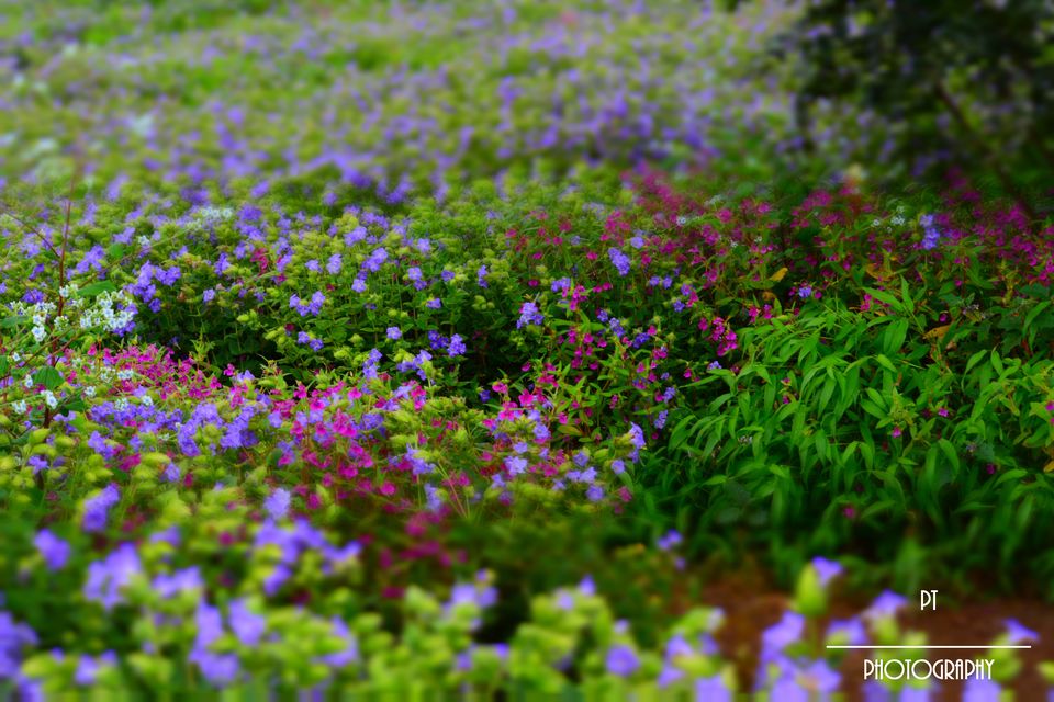 Photo of Kaas - The Plateau of Flowers by Priyanka Telang