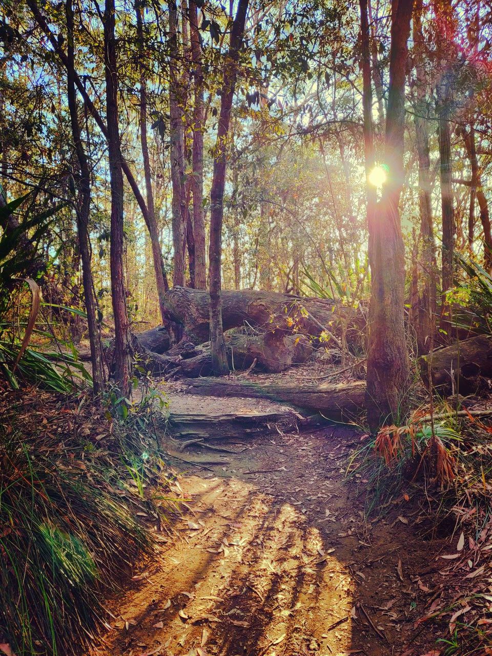 Photo of Trek to Figure 8 pools,Australia, NSW #AdventuretravelinAustralia 4/23 by Priyanka Telang