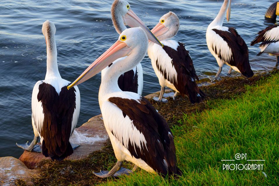 Photo of Discover Central Coast, NSW, Australia 2/17 by Priyanka Telang