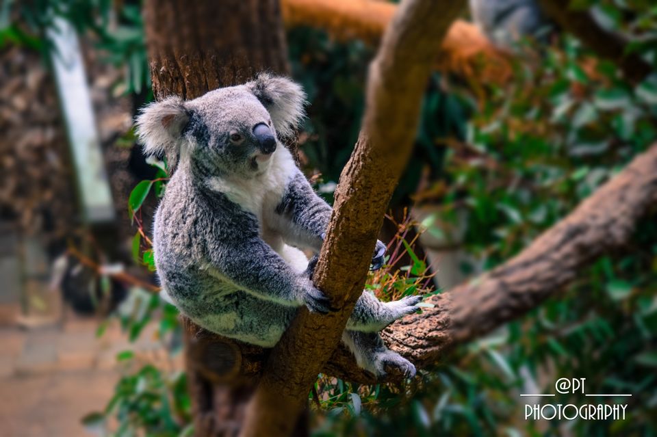 Photo of Explore Sydney - A complete travel guide for the Vibrant city of Australia. 33/46 by Priyanka Telang