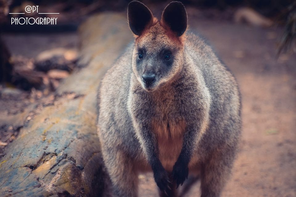 Photo of Explore Sydney - A complete travel guide for the Vibrant city of Australia. 32/46 by Priyanka Telang