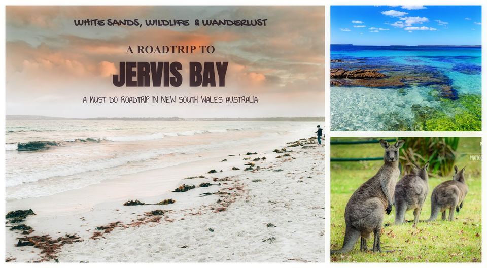 Photo of World's whitest beaches, an encounter with wildlife and an entertaining Road-Trip to Jervis Bay, NSW 1/3 by Priyanka Telang