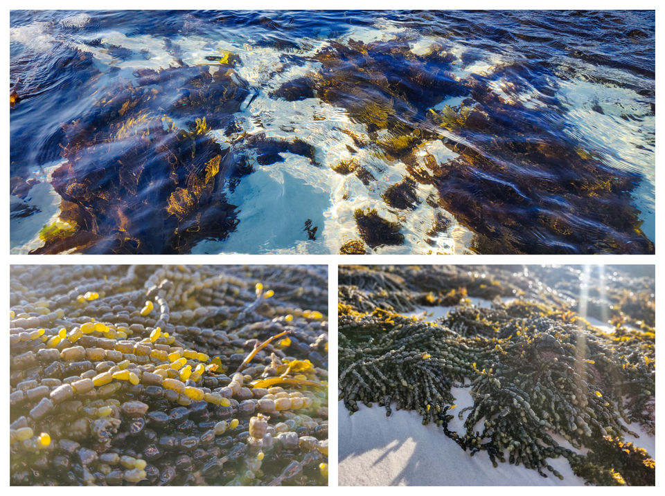 Photo of World's whitest beaches, an encounter with wildlife and an entertaining Road-Trip to Jervis Bay, NSW by Priyanka Telang