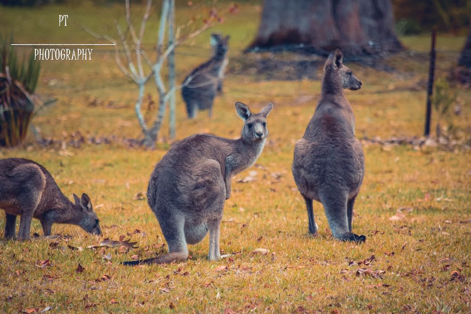 Photo of World's whitest beaches, an encounter with wildlife and an entertaining Road-Trip to Jervis Bay, NSW by Priyanka Telang