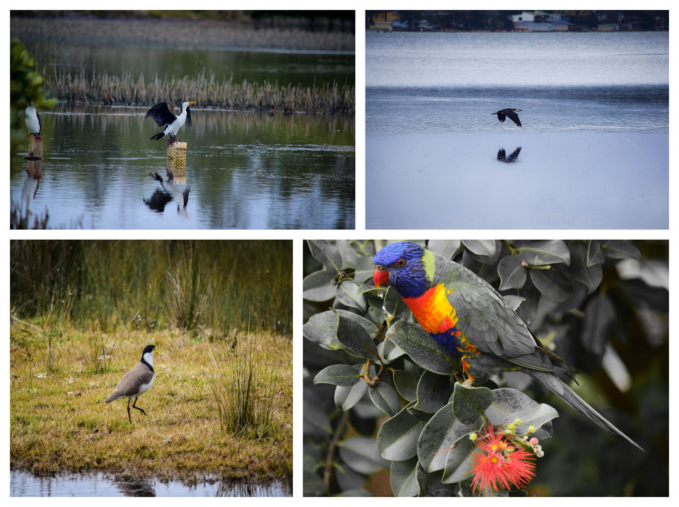 Photo of World's whitest beaches, an encounter with wildlife and an entertaining Road-Trip to Jervis Bay, NSW by Priyanka Telang