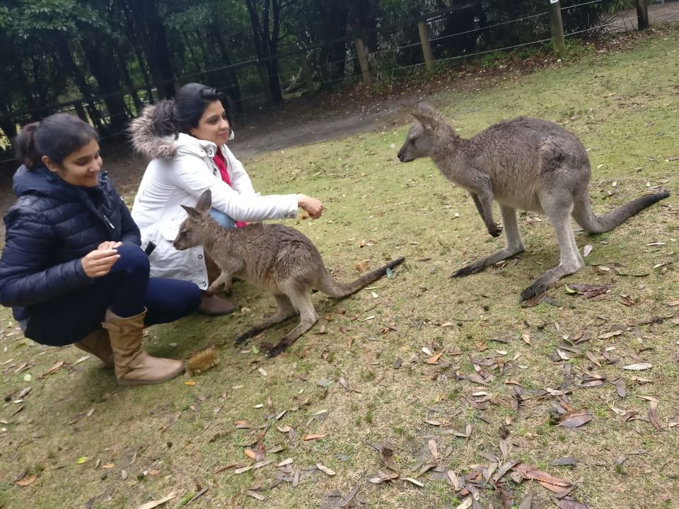 Photo of World's whitest beaches, an encounter with wildlife and an entertaining Road-Trip to Jervis Bay, NSW by Priyanka Telang
