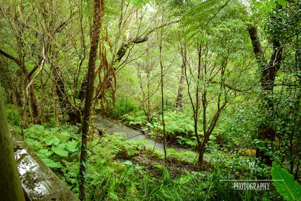 Photo of World's whitest beaches, an encounter with wildlife and an entertaining Road-Trip to Jervis Bay, NSW by Priyanka Telang