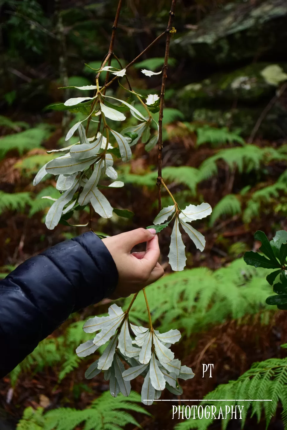 Photo of Booderee Botanic Gardens, Botanic Gardens Access, Jervis Bay JBT, Australia by Priyanka Telang