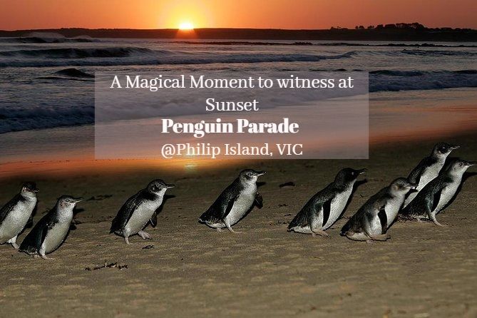 Photo of Did you know about the Island in Australia, where you can watch Penguins Parade? by Priyanka Telang