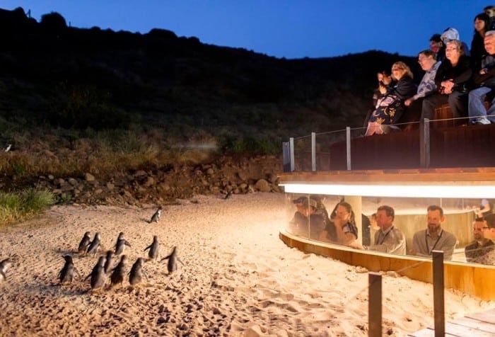 Photo of Did you know about the Island in Australia, where you can watch Penguins Parade? 3/6 by Priyanka Telang