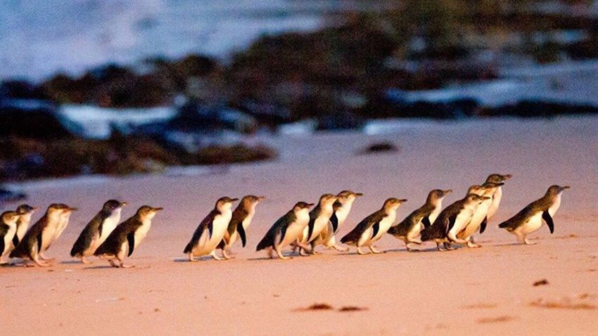 Photo of Did you know about the Island in Australia, where you can watch Penguins Parade? 4/6 by Priyanka Telang